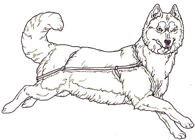 Husky coloring page sammyz mama