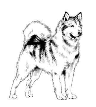Siberian husky drawing images â browse photos vectors and video