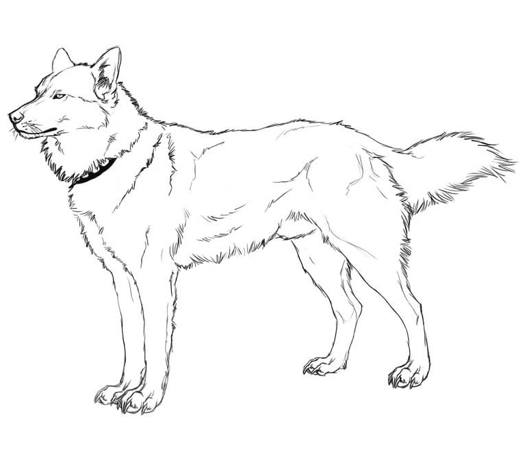 Realistic husky coloring page