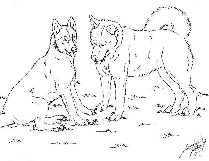 Husky coloring pages