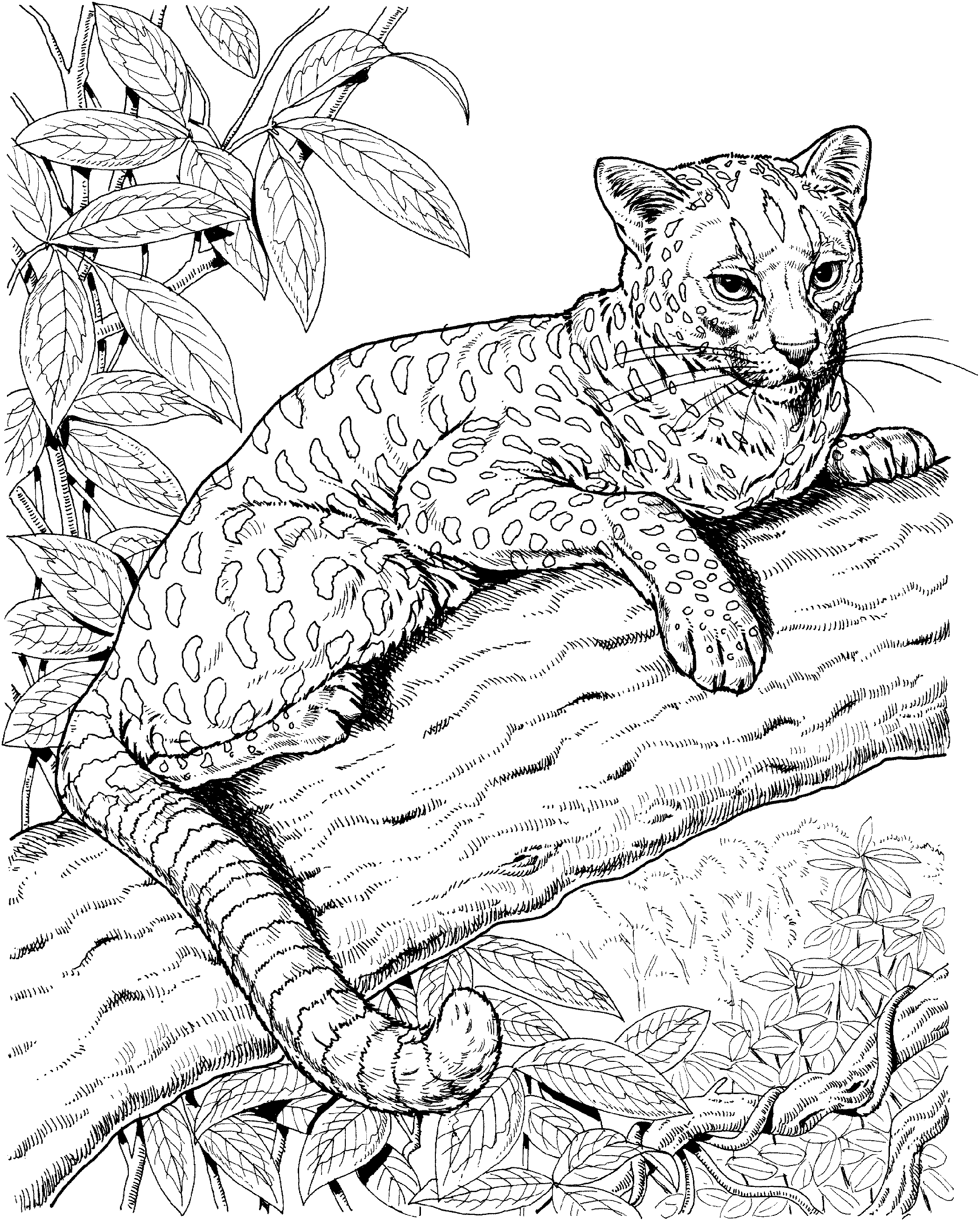 Jaguar coloring pages one downloadable educative printable animal coloring books horse coloring pages cat coloring page