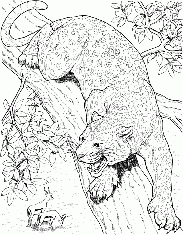 Jaguar coloring pages