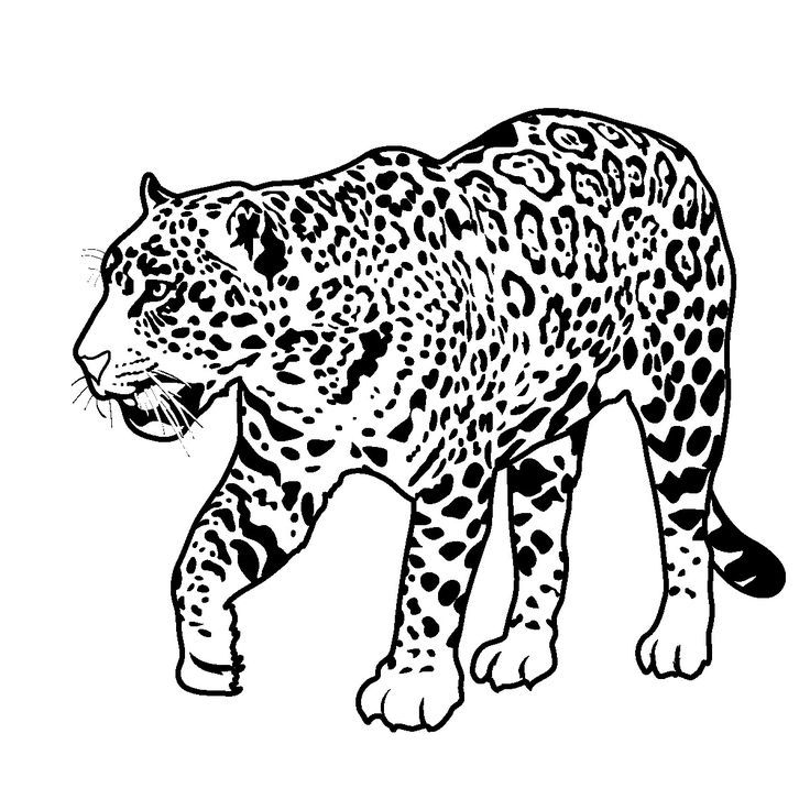 Jaguar coloring pages