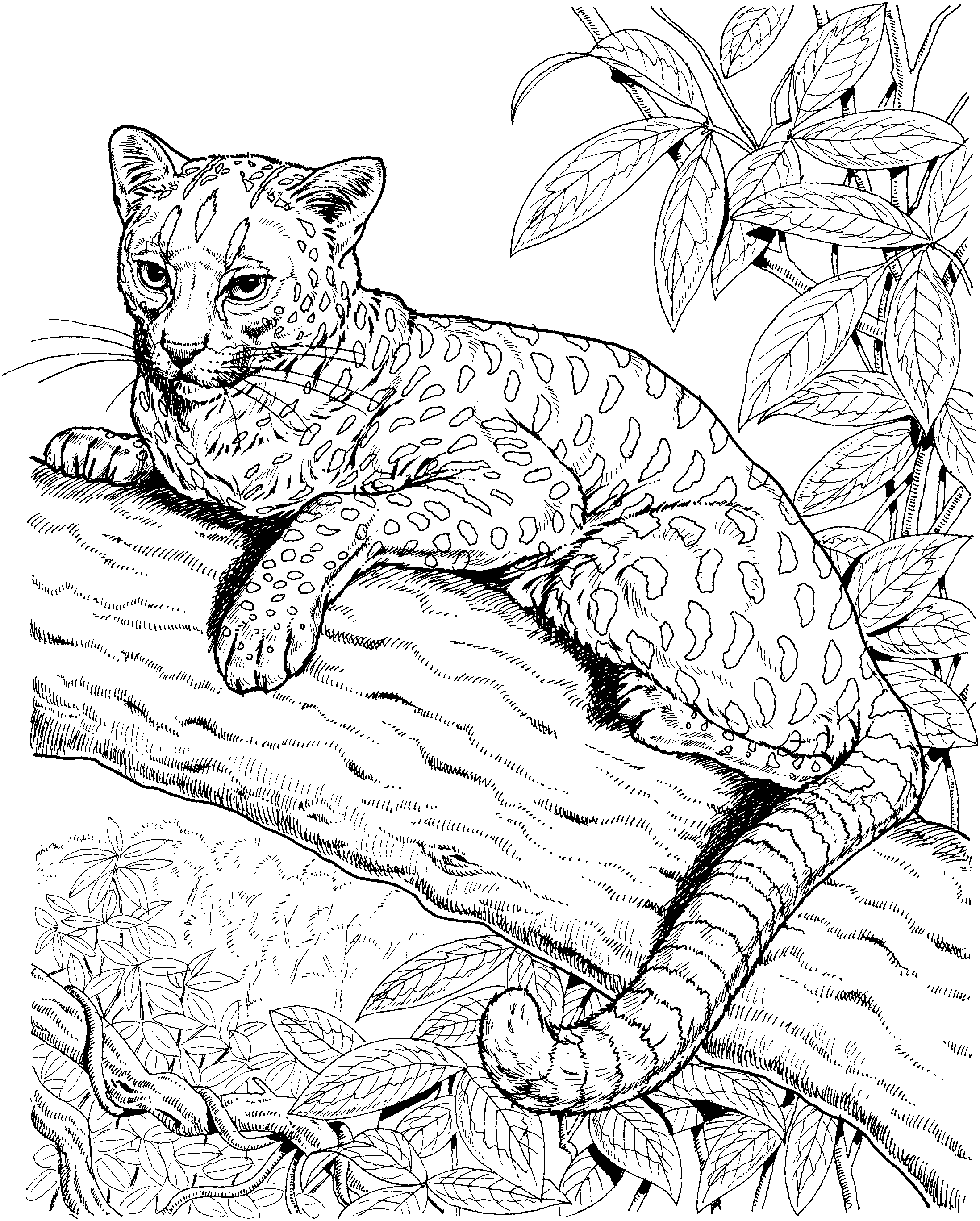 Free jaguar coloring pages