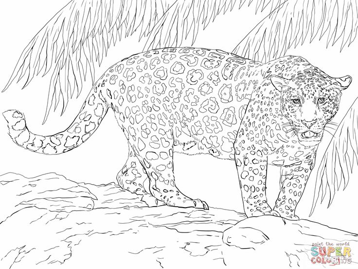 Great jaguar coloring online super coloring animal coloring pages jaguar animal jaguar colors