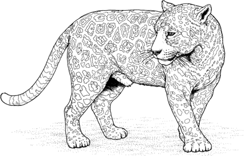 Jaguar coloring page free printable coloring pages