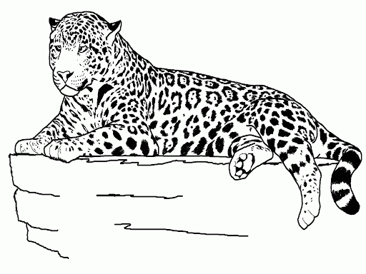 Coloring pages jaguar coloring pages