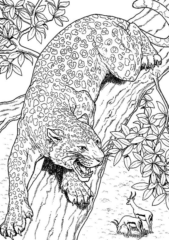 Coloring pages angry jaguar coloring pages