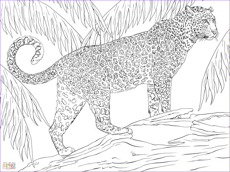 Beautiful jaguar coloring pages stock pãginas de colorir animais animal jaguar onãa pintada desenho