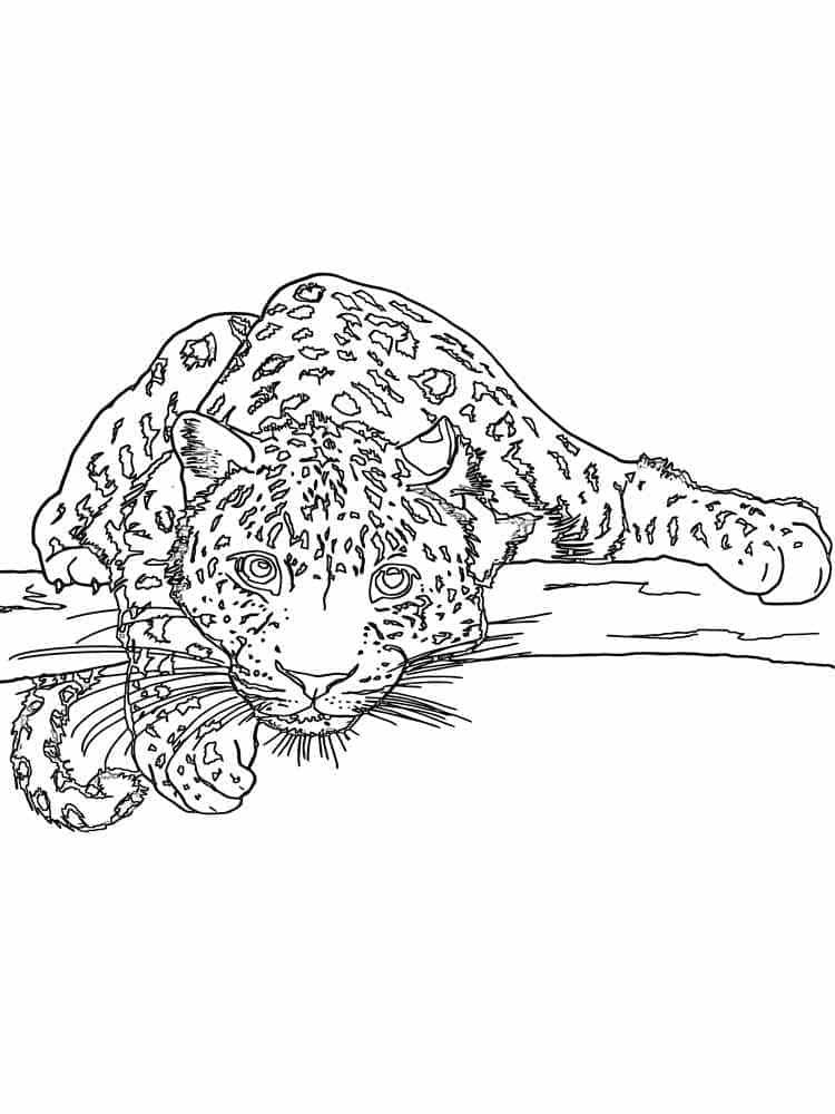 Leopard coloring pages printable for free download