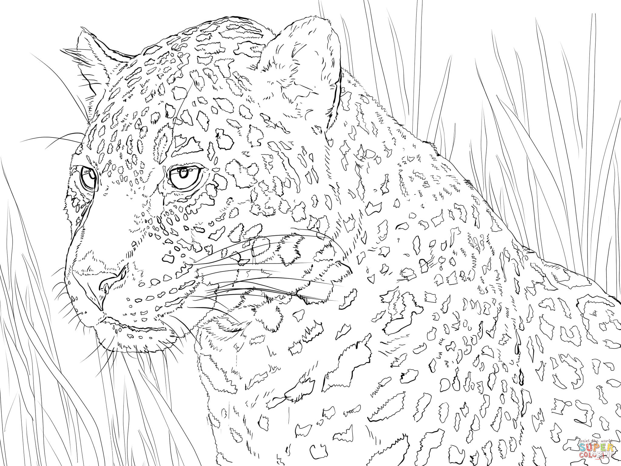 Jaguar portrait coloring page free printable coloring pages