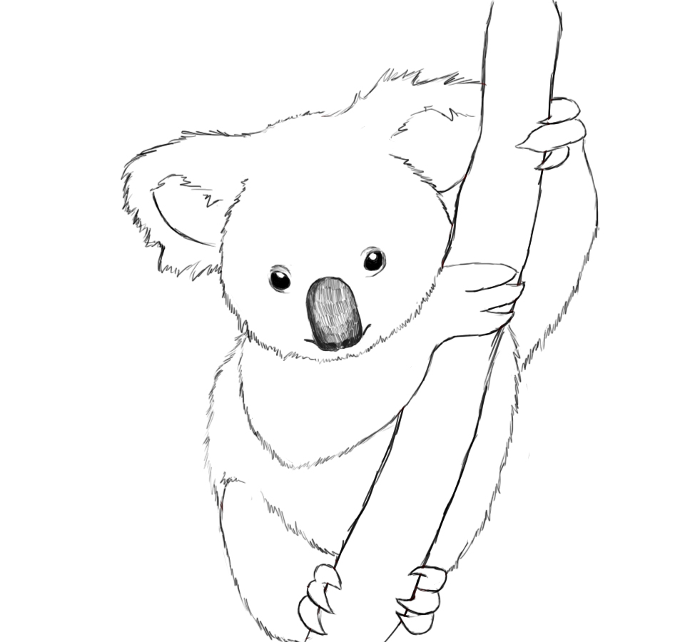 Free printable koala coloring pages for kids