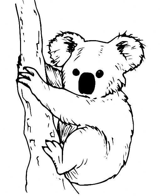 Koala coloring pages printable for free download