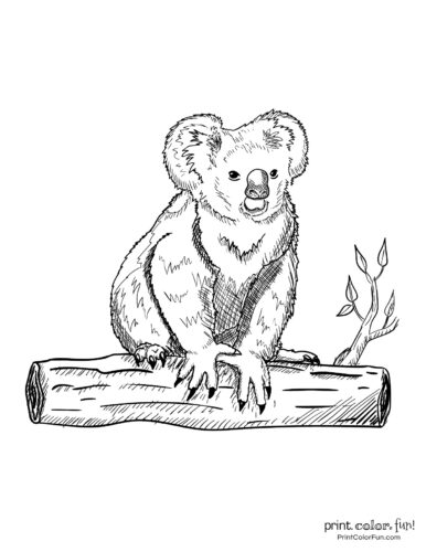 Free cute koala coloring pages clipart printables at
