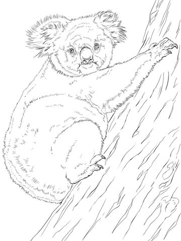 Koala climbing tree coloring page free printable coloring pages animal coloring pages coloring pages tree coloring page