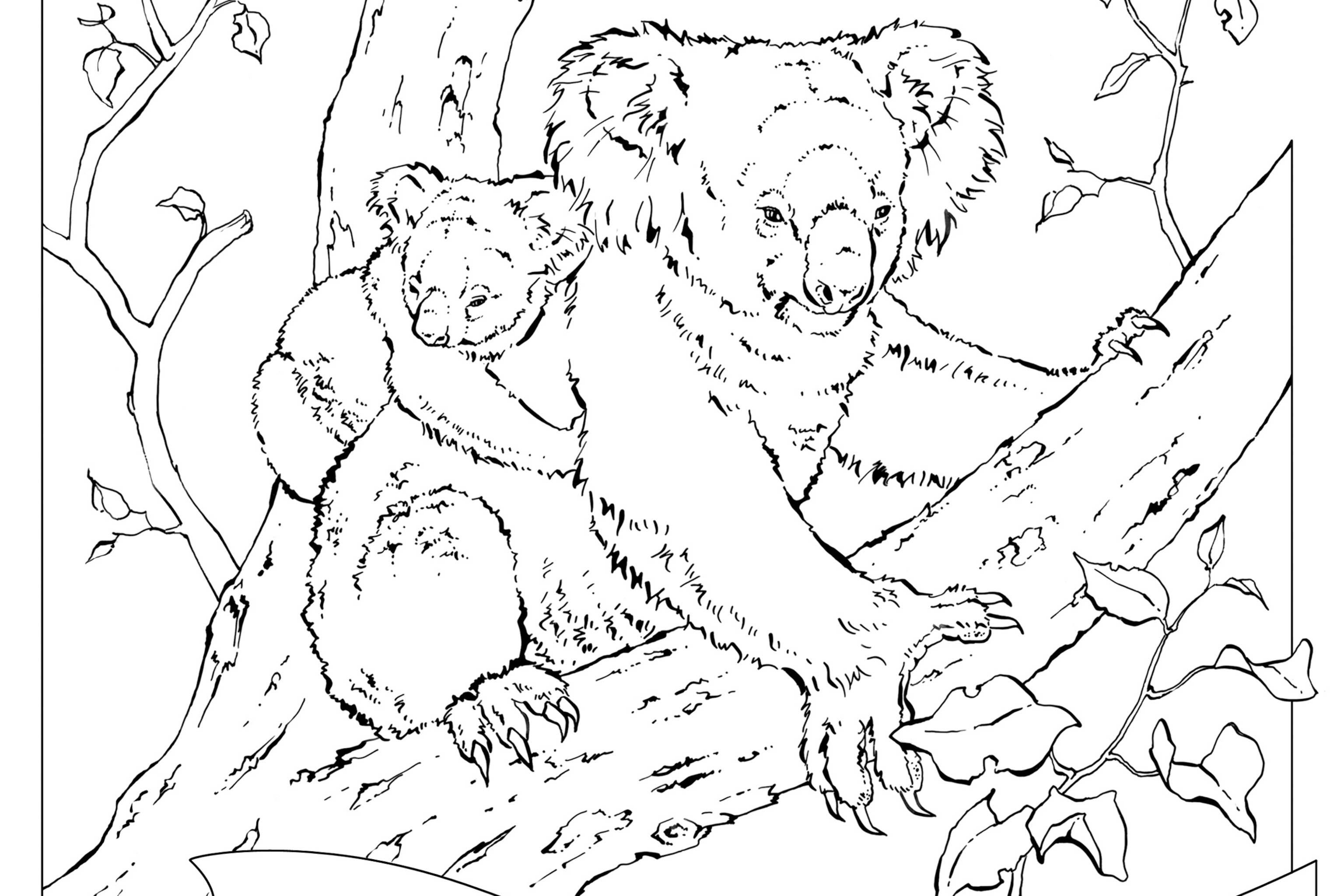 Coloring book animals j to z