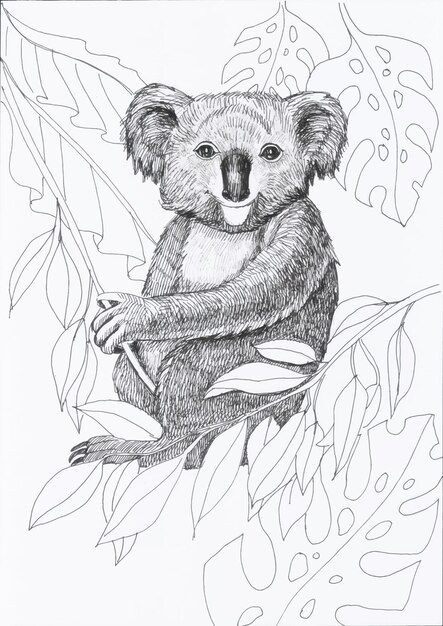 Koala coloring pages adults images