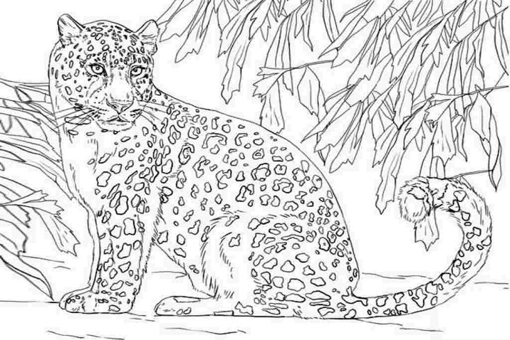 Coloring pages snow leopard animal coloring pages amur leopard coloring book art