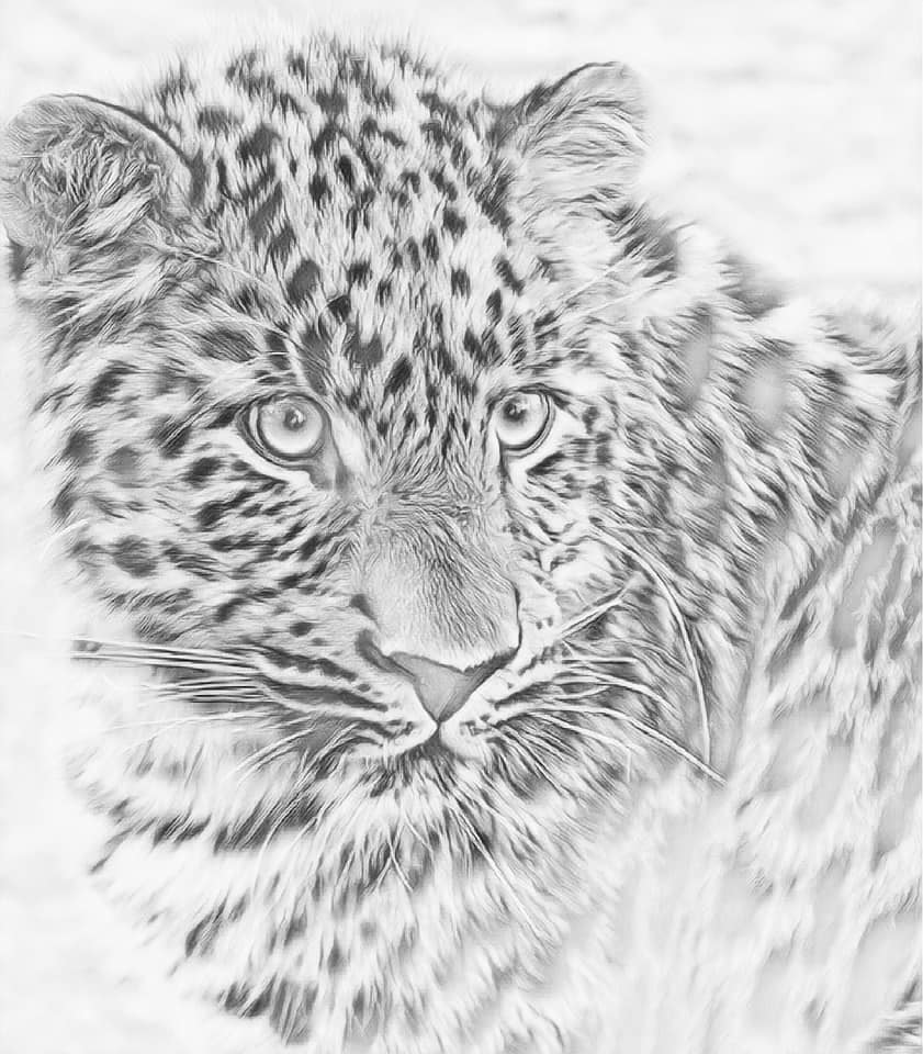 Coloring pages