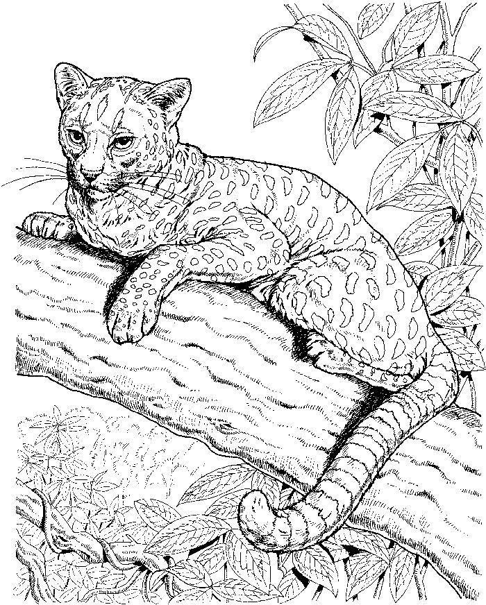 Explore the majestic world of leopard coloring pages