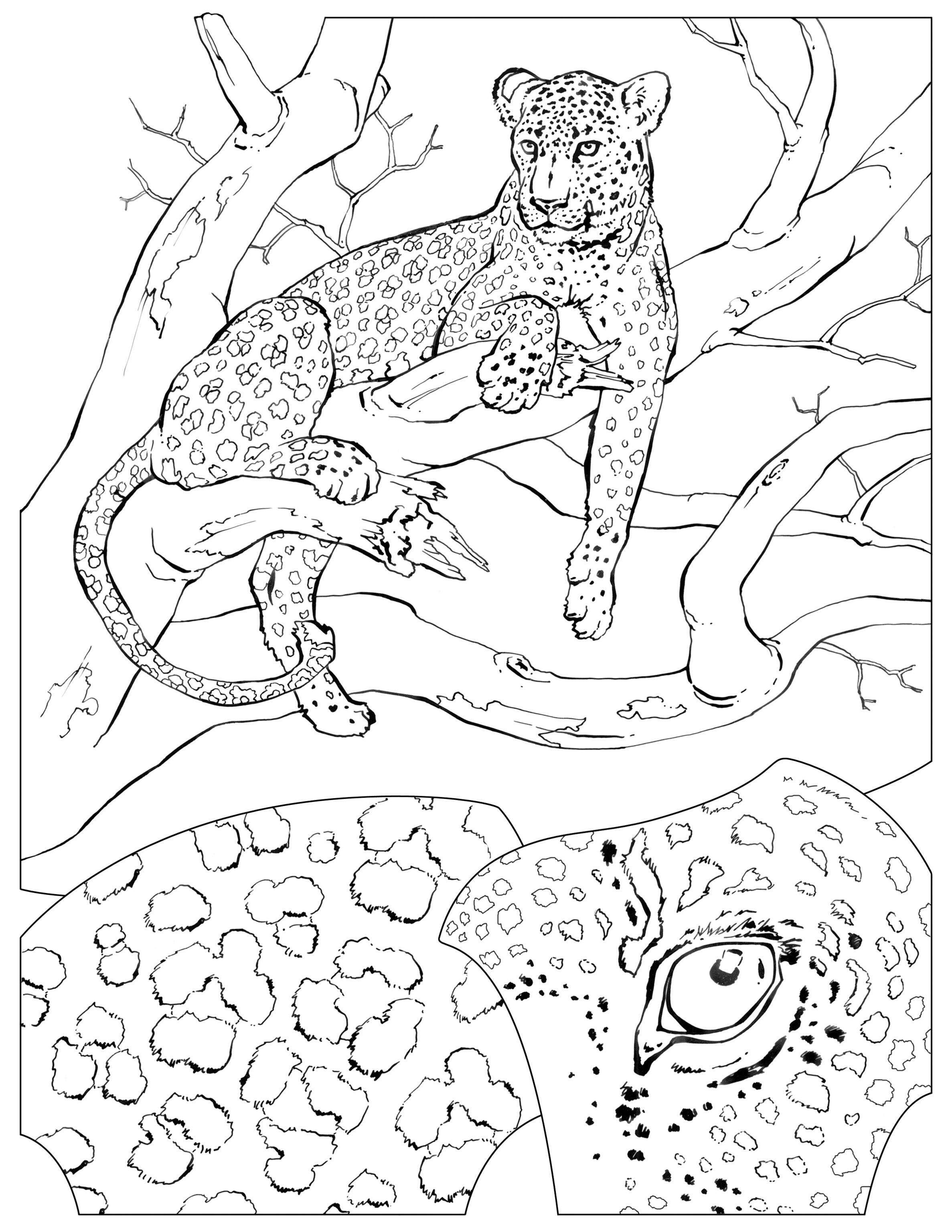 Coloring book animals j to z
