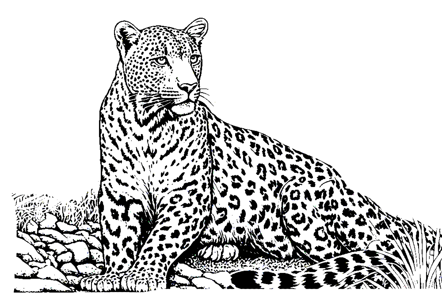Realistic leopard coloring page
