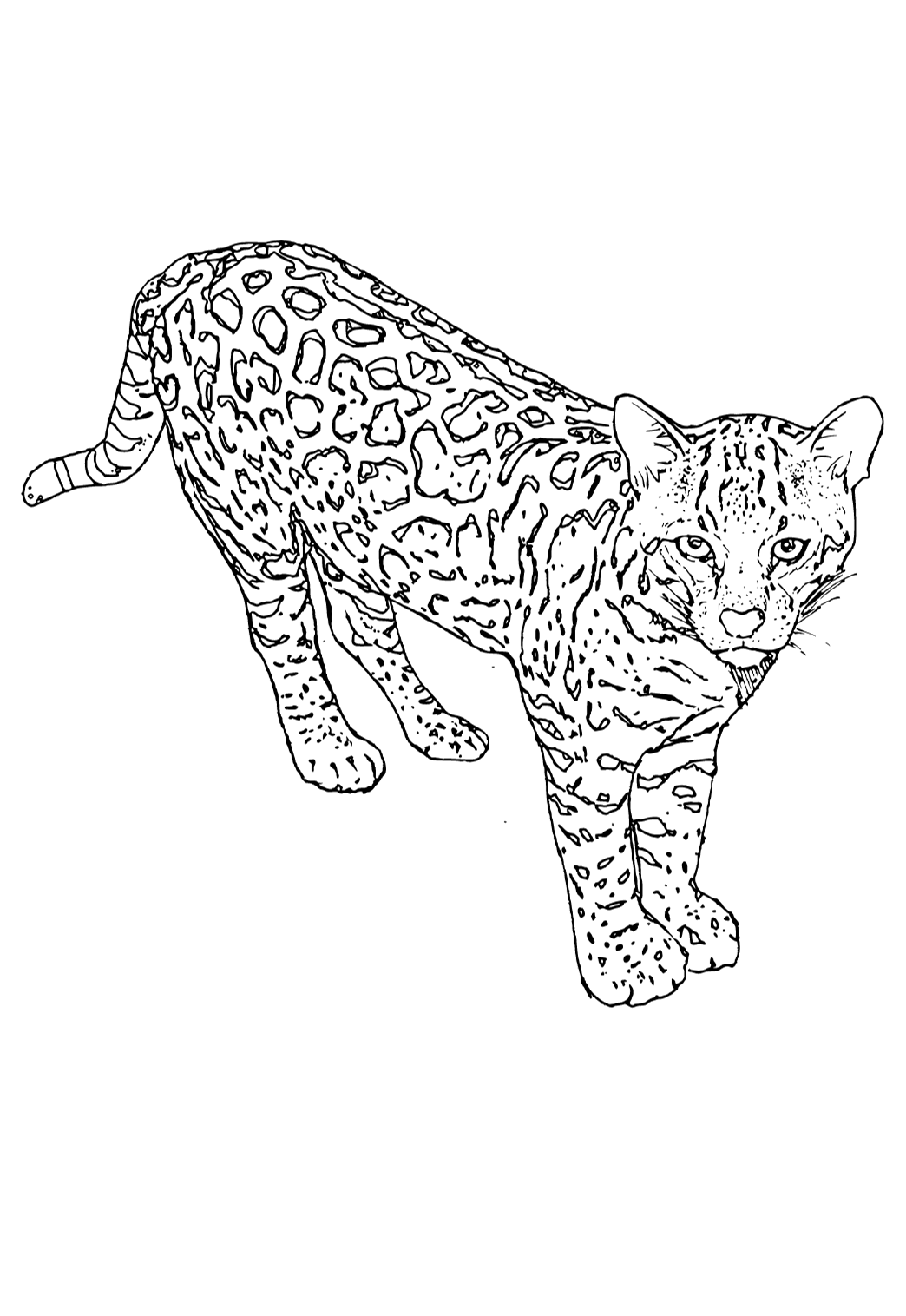 Free printable leopard real coloring page for adults and kids