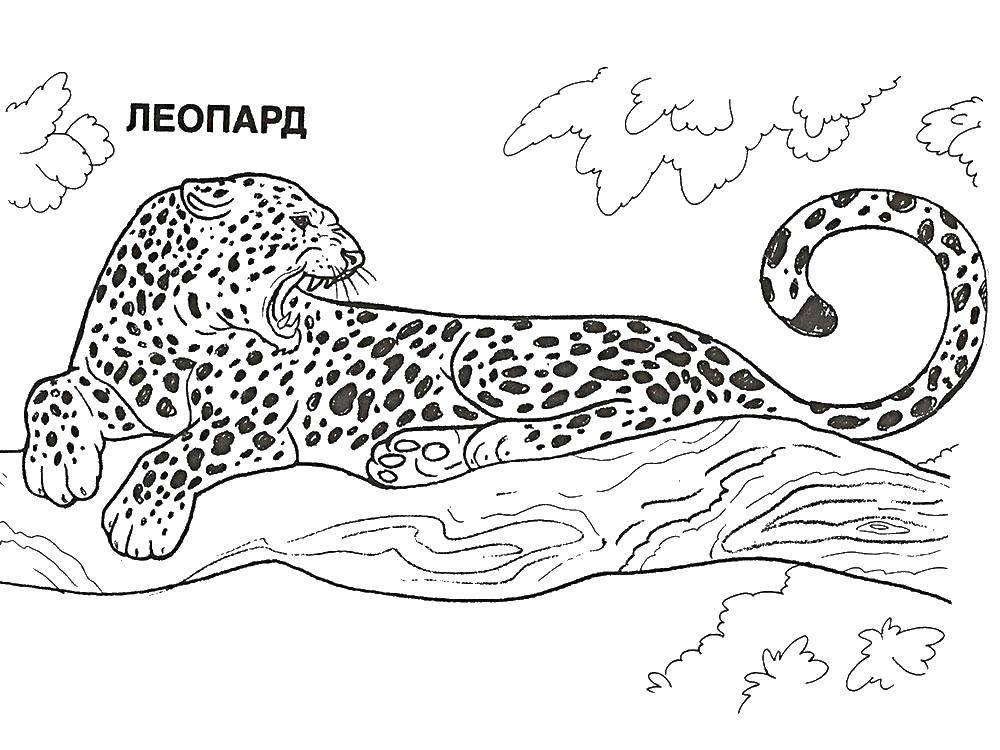Online coloring pages tree coloring leopard on the tree leopard
