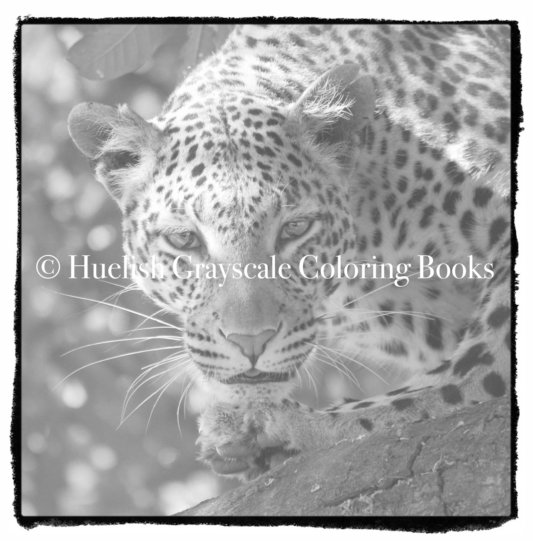 Downloadable grayscale coloring page leopard from beautiful creatures