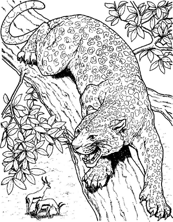 Leopard coloring pages printable pdf