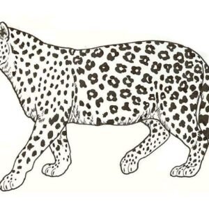 Leopard coloring pages printable for free download