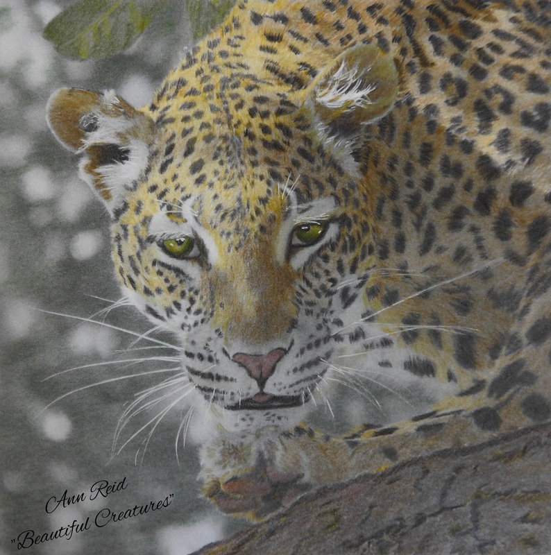 Beautiful creatures grayscale adult coloring book leopard coloring examples