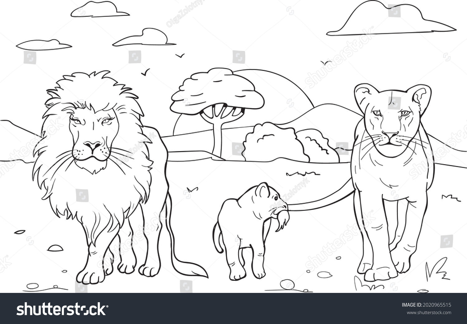 Realistic lion coloring pages family lions stock vector royalty free