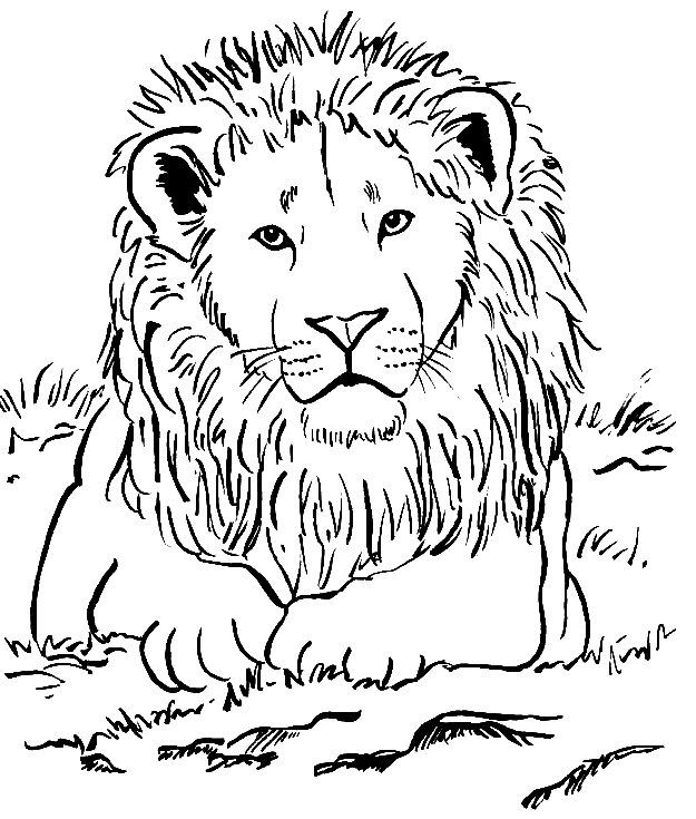 Realistic animal coloring pages printable for free download