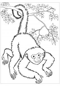 Monkey coloring pages to download