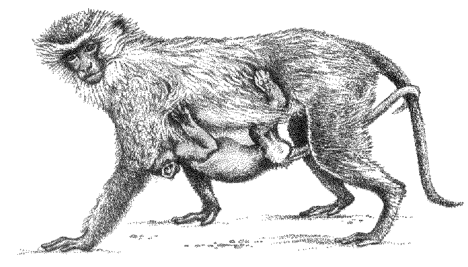 Vervet monkey coloring page