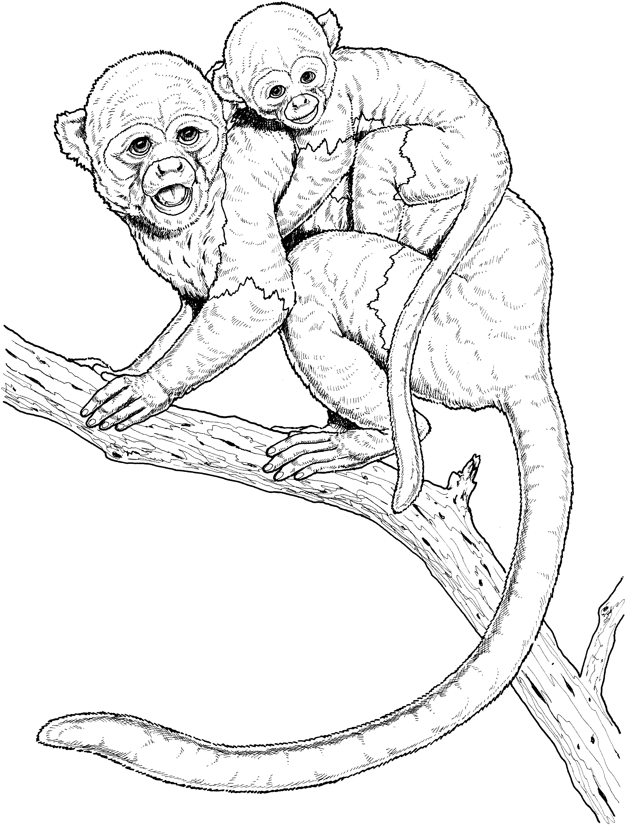 Free monkey coloring pages