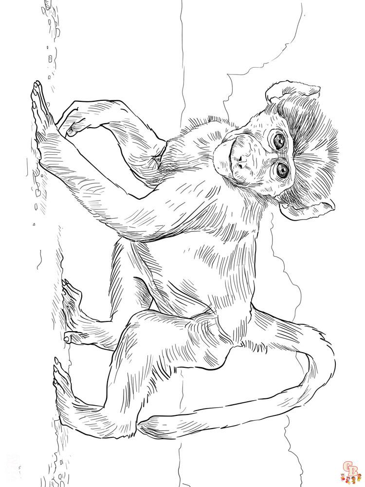 Monkey coloring pages for kids