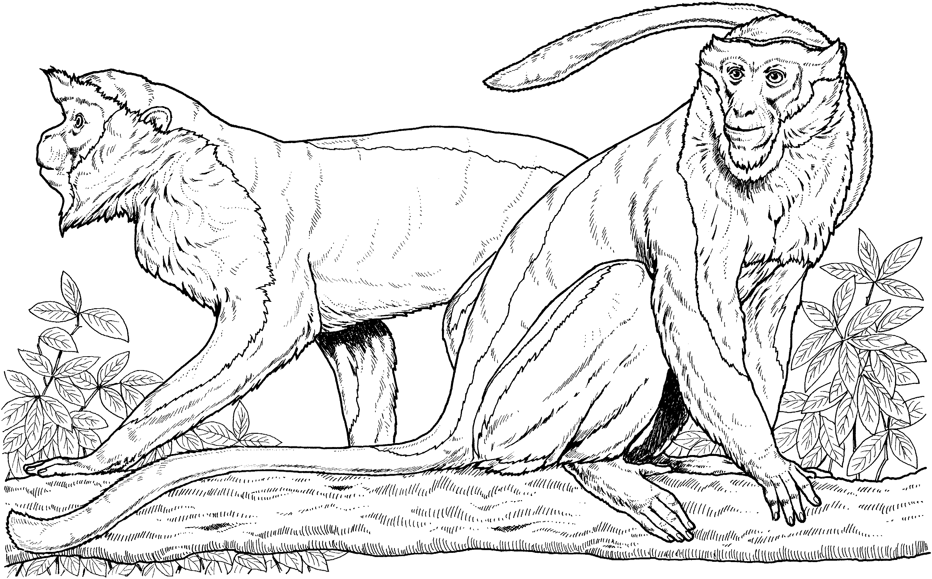 Monkey coloring pages