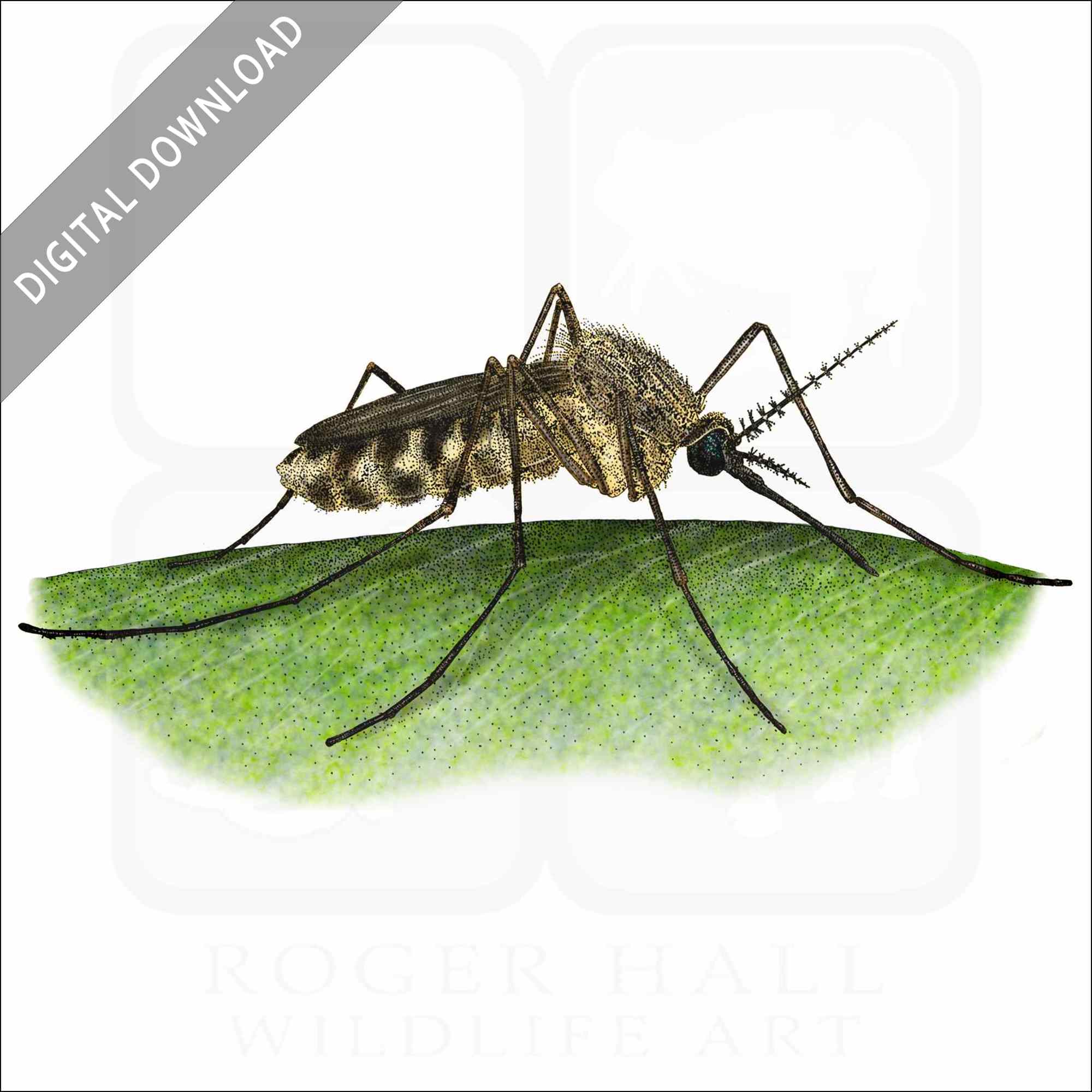Stock art drawing of a common house mosquito