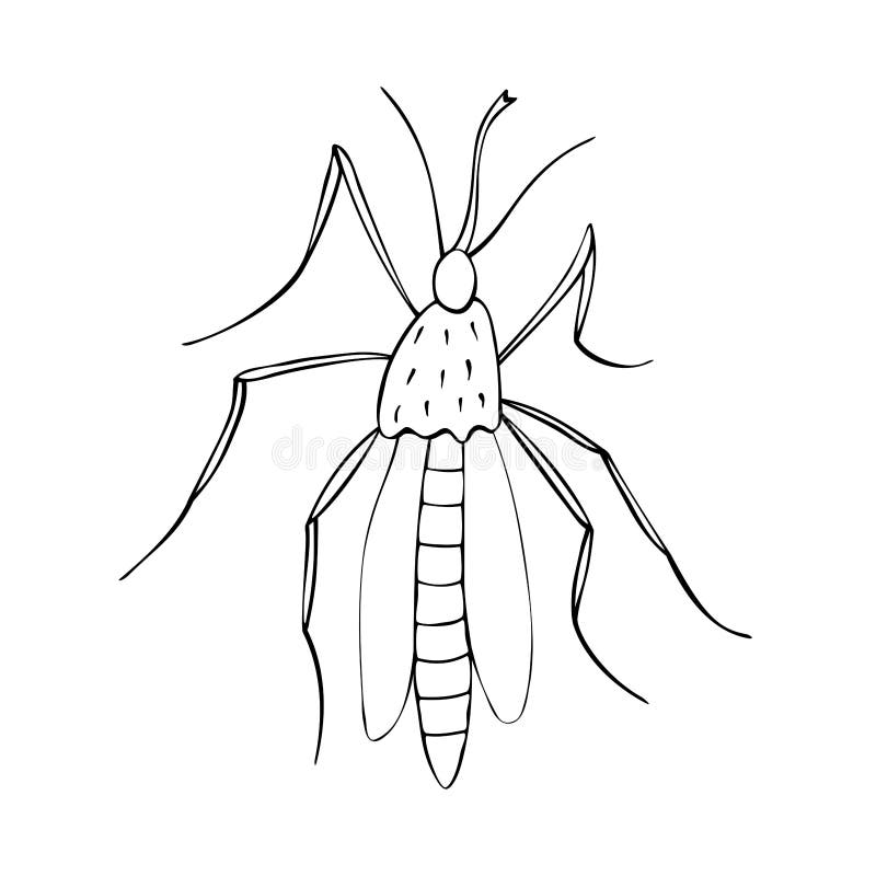 Mosquito line drawing stock illustrations â mosquito line drawing stock illustrations vectors clipart