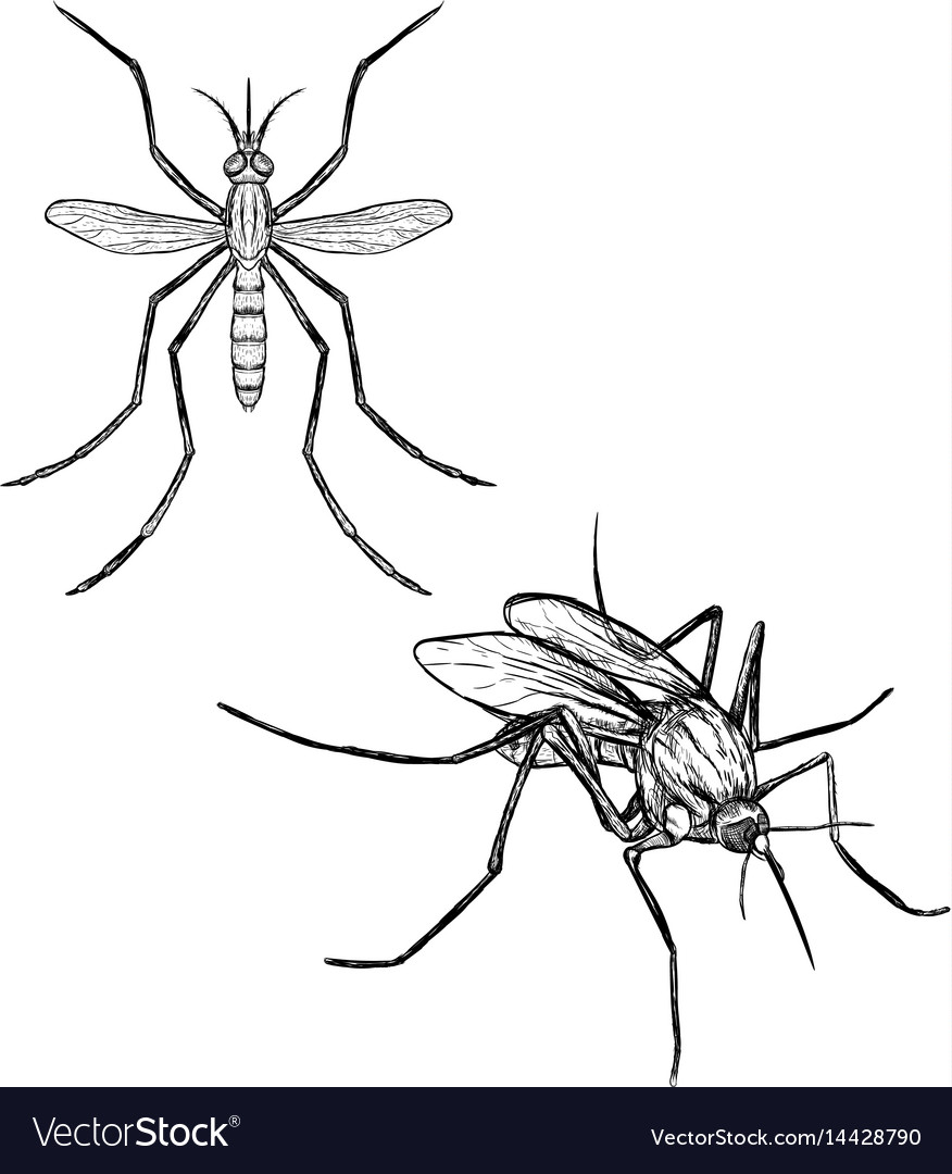 Hand drawn set of mosquito realistic sketches vector image