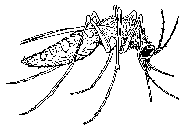 Mosquito coloring pages