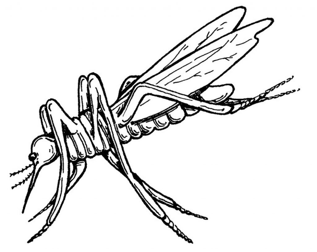 Free printable mosquito coloring pages for kids coloring book pages insect coloring pages bird coloring pages