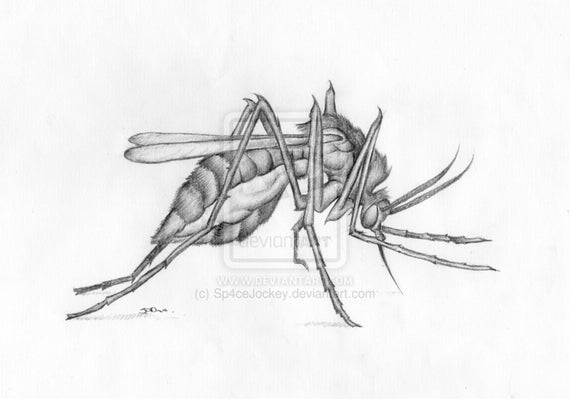 Buy insect art