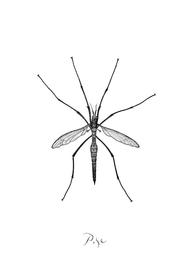 Mosquito drawing by igor pose saatchi art