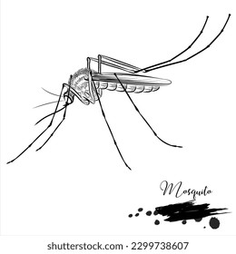 Mosquito realistic insect animal sketch vector stock vector royalty free