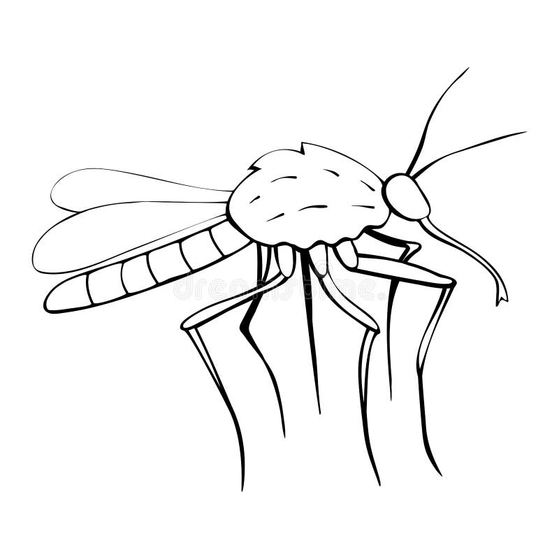 Mosquito line drawing stock illustrations â mosquito line drawing stock illustrations vectors clipart