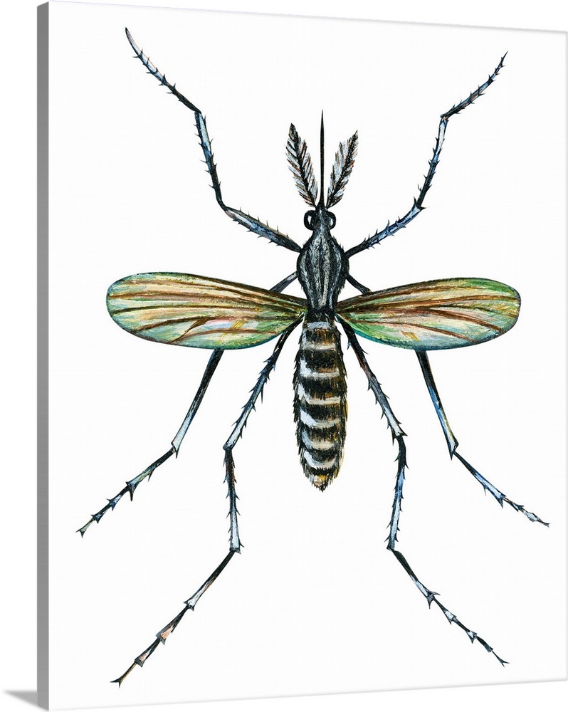 Aedes mosquito aedes aegypti yellow fever mosquito wall art canvas prints framed prints wall peels great big canvas