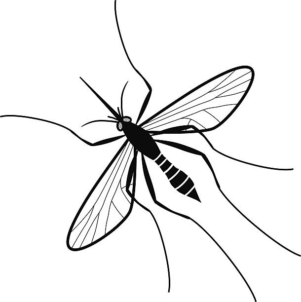 Free mosquito vector file